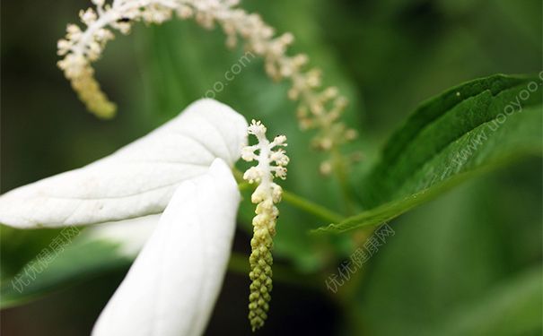 三百草有什么药用价值？三百草的药用价值[图]