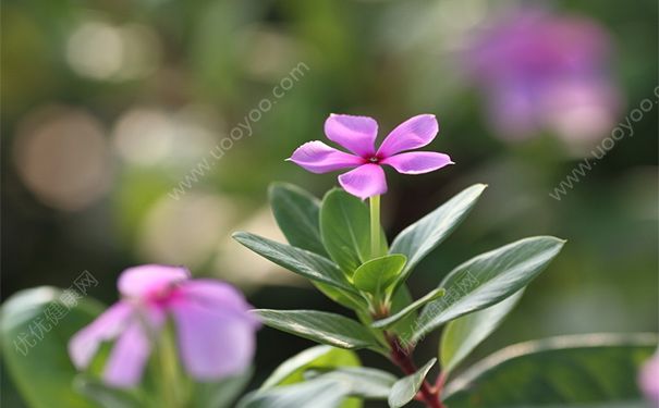 长春花有毒吗？长春花的功效与作用[图]