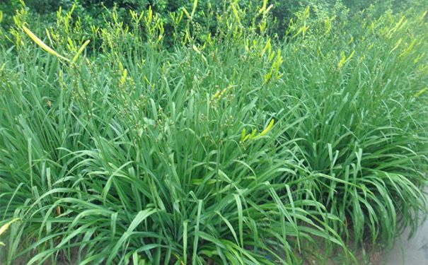 萱草根有哪些药用价值？萱草根的功效与作用[图]