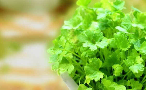 为什么很多人不喜欢吃香菜？哪些人不适合吃香菜？(1)