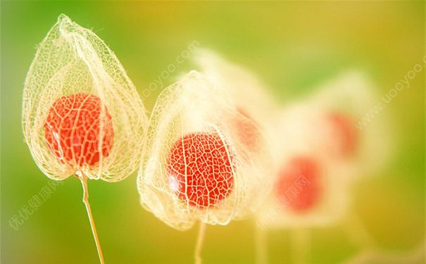 锦灯笼有什么药用价值？锦灯笼的功效与作用[图]