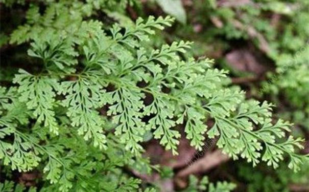 金花草有什么好处？金花草的功效与作用[图]