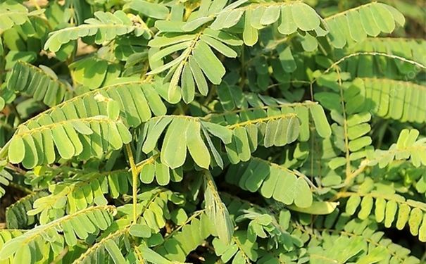鸡骨草有什么作用？鸡骨草的药用价值[图]