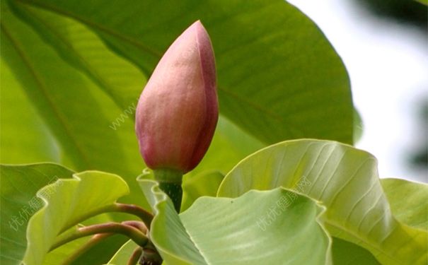 厚朴花有毒吗？厚朴花的功效与作用[图]