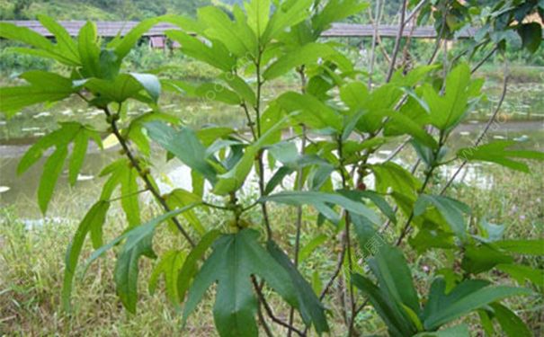 风栗壳有什么功效？风栗壳的功效与作用[图]