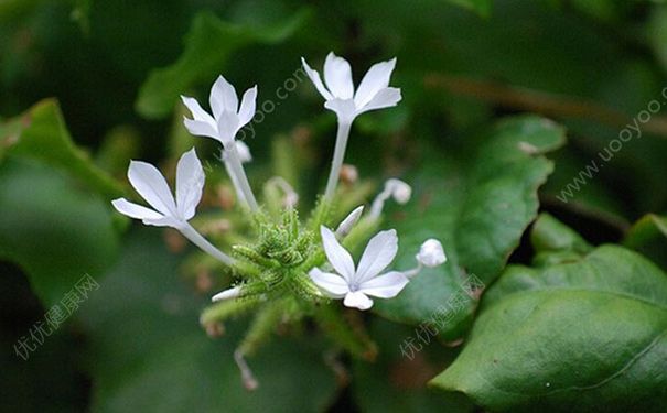 白花丹有什么药用价值？白花丹的功效与作用(1)