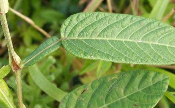 葫芦茶有什么药用价值？葫芦茶的功效与作用[图]