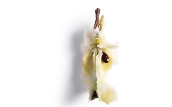 苹果核能吃吗？苹果榨汁要去核