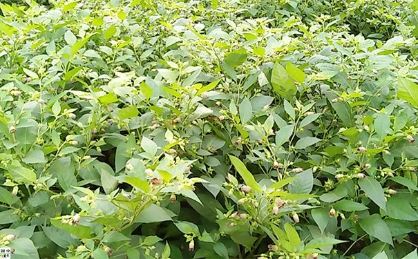 颠茄草有哪些药用价值？颠茄草的功效与作用(1)