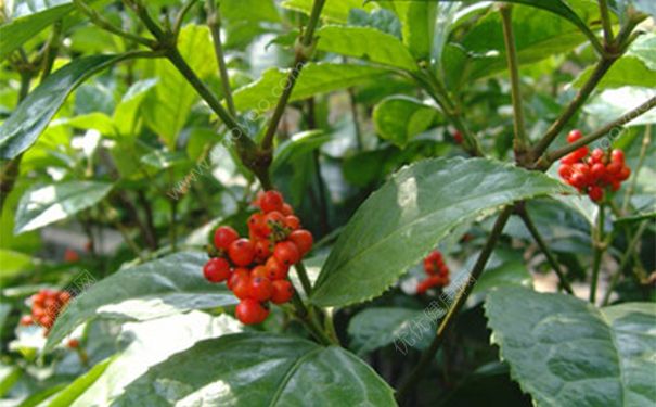 肿节风有毒吗？肿节风的功效与作用[图]