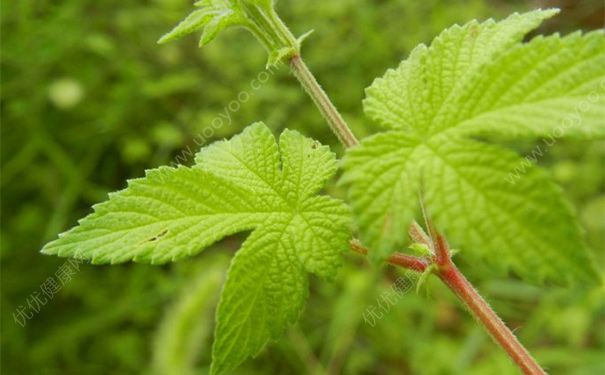 葎草有什么功效？葎草的功效与作用[图]