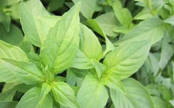 荆芥有毒吗？荆芥的药用价值(1)