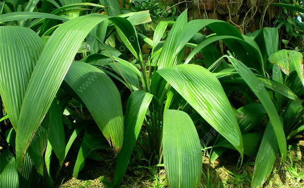 白仙茅有什么功效？白仙茅的功效与作用(1)