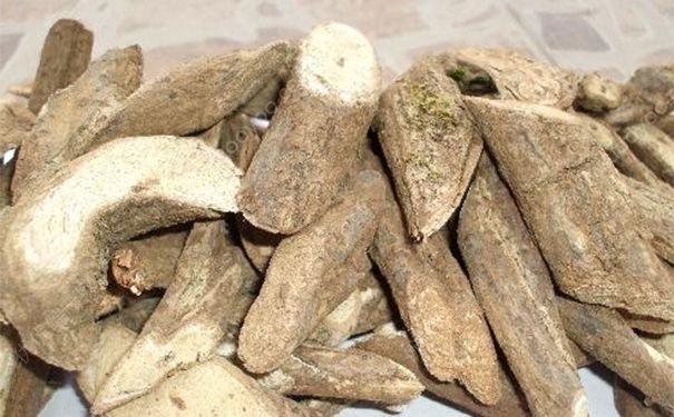 油松节有什么功效？油松节的功效与作用[图]