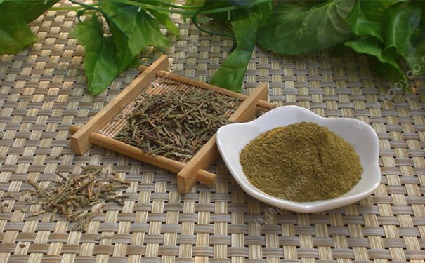 侧柏叶有毒吗？侧柏叶的药用价值(1)