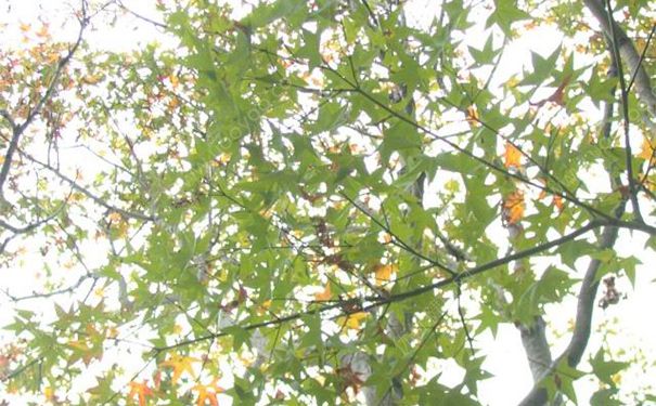 枫香脂有什么功效？枫香脂的功效与作用[图]