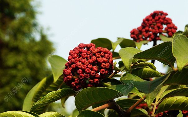 吴茱萸有毒吗？吴茱萸的功效与作用[图]