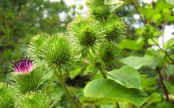 牛蒡子有毒吗？牛蒡子的功效与作用[图]