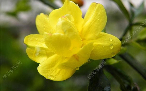 迎春花有毒吗？迎春花的功效与作用(1)