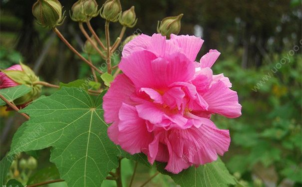 木芙蓉叶有什么功效？木芙蓉叶的功效与作用(1)