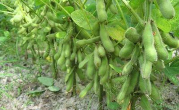 大豆黄卷有什么功效？大豆黄卷