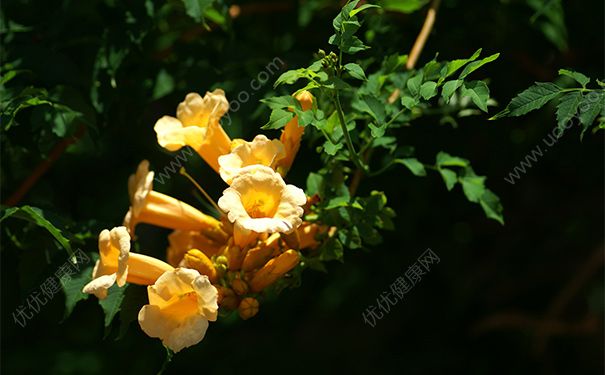 凌霄花有毒吗？凌霄花的功效与作用(1)