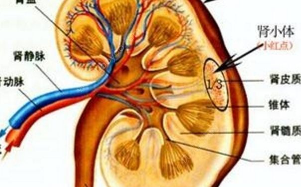 补肾助阳是什么意思？双参补肾助阳胶囊(1)