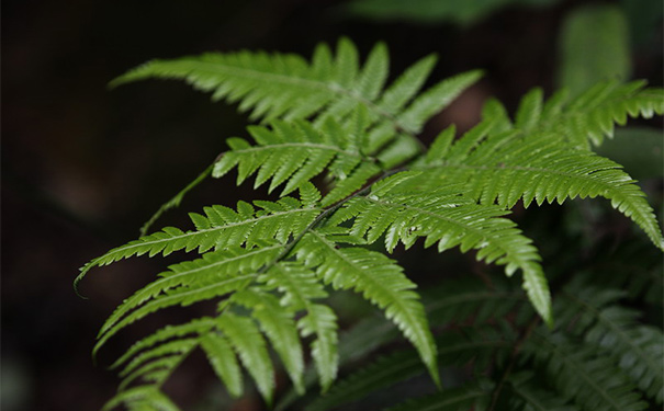 凤尾草有什么作用？凤尾草的药用价值[图]