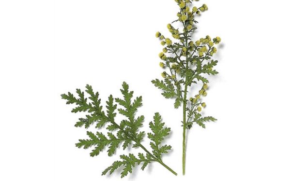 双氢青蒿素片哪里有卖？双氢青蒿素片副作用[图]