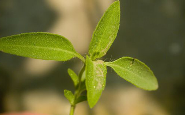 石荠苎有什么功效？石荠苎的功效与作用[图]