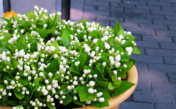 茉莉花有什么药用价值？茉莉花的药用价值(1)