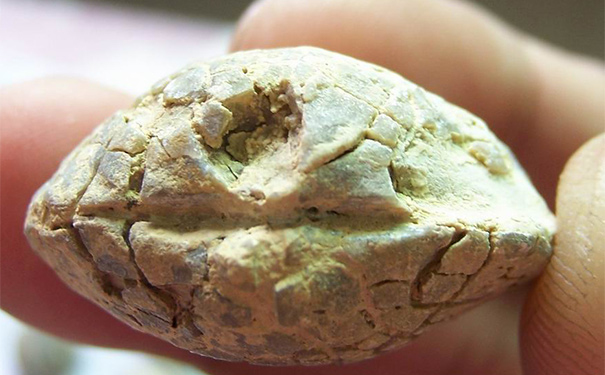 石燕有什么功效与作用？石燕的功效与作用[图]