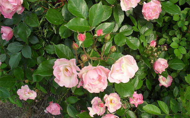 山茶花有毒吗？山茶花有什么作用？(1)