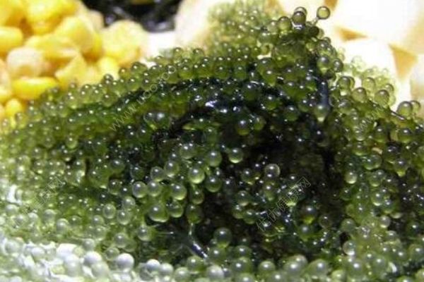 海葡萄怎么吃？海葡萄的吃法有哪些？(1)