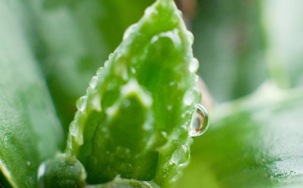 芦荟有药用效果吗？芦荟有哪些食用方法？(1)