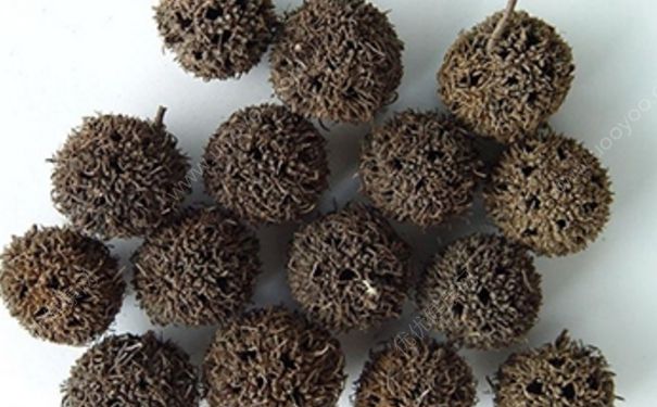 路路通中药有什么功效？路路通中药多少钱？(1)