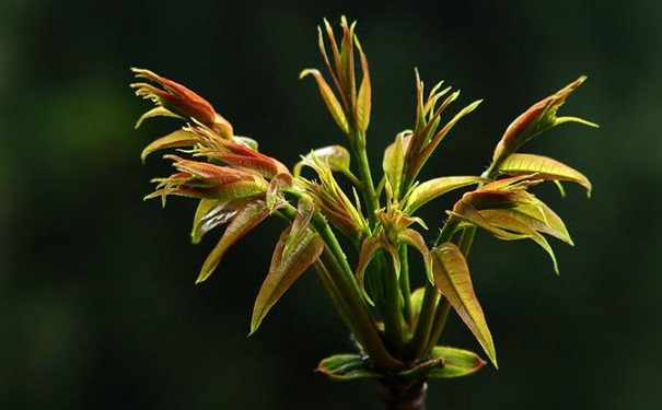 香椿小孩子可以吃吗？儿童吃香椿有什么功效？(1)