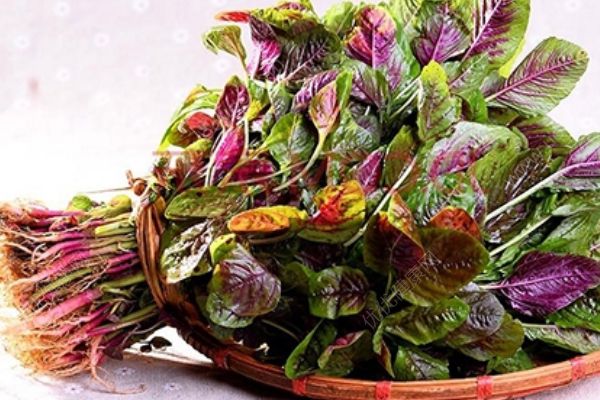 春天吃野菜好吗？营养师教你怎么吃野菜！(1)