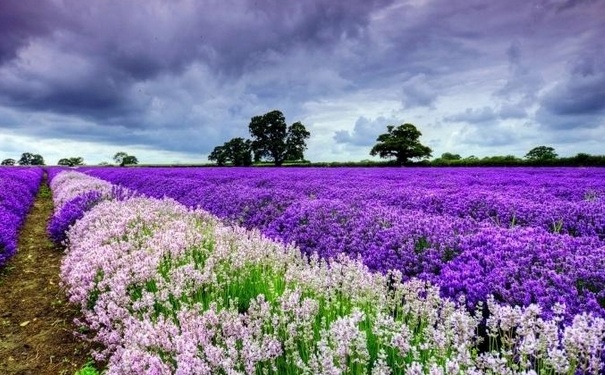 薰衣草精油怎么稀释？薰衣草精油用什么稀释？(1)