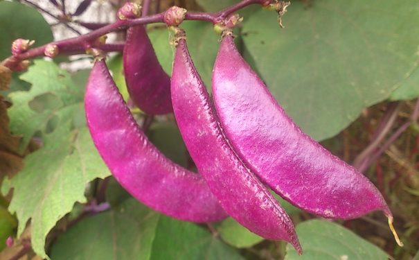 扁豆有什么功效？扁豆有什么营养？[图]