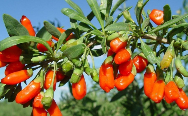 枸杞叶有什么功效？枸杞叶有哪些营养价值？(1)