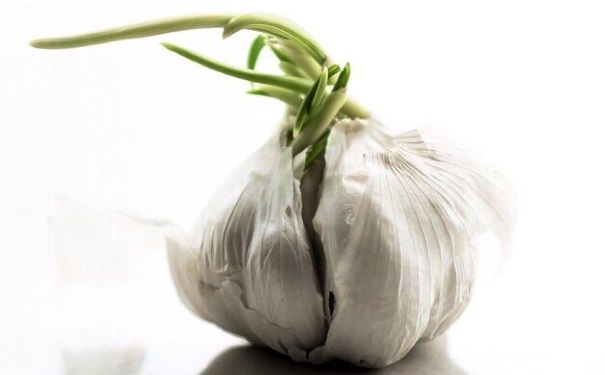 大蒜发芽可以吃么？大蒜怎么吃好处？[图]