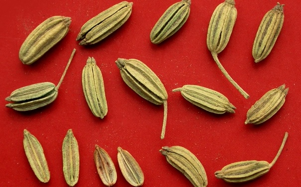 小茴香来月经能吃吗？经期能吃小茴香吗？(1)