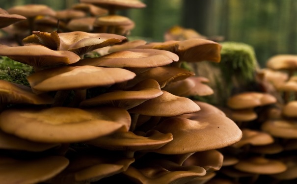 肝脏不好吃什么最好？肝脏不好适合吃什么？[图]