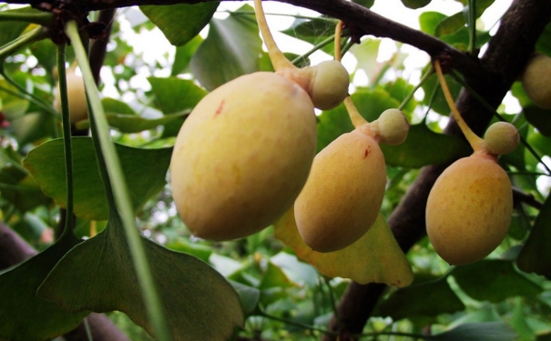 银杏果去皮方法有哪些？银杏果怎么去外皮？[图]