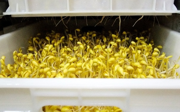 哪些发芽食物吃营养翻倍？哪些发芽食物要忌口？[图]