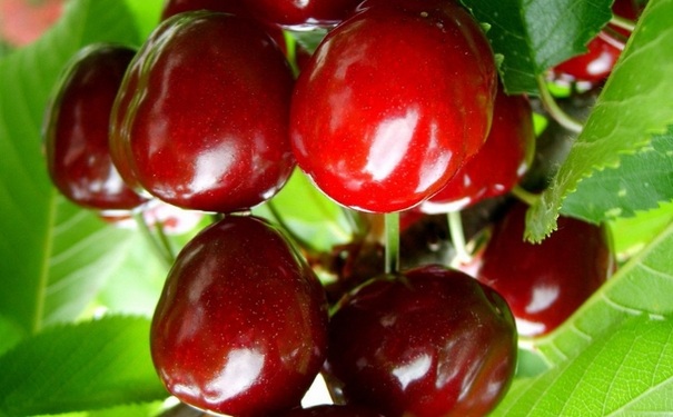 办公室女性防辐射吃什么？什么抗辐射效果好？[图]