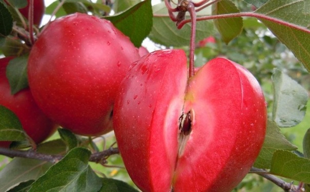 红肉苹果味道好不好？红肉苹果和普通苹果有什么区别？[