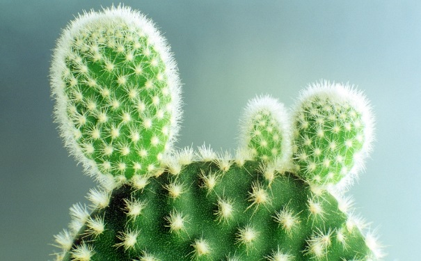 仙人掌果能不能吃？吃仙人掌果实有什么功效？[图]