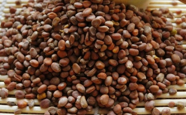 莱菔子是什么？莱菔子可以治疗哪些疾病？(1)